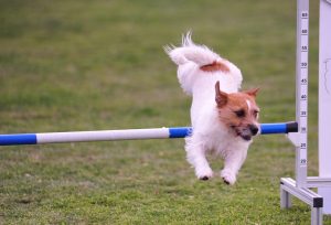 Agility