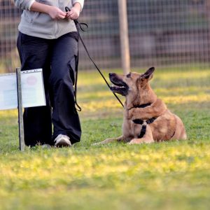 Rally Obedience