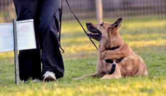 Rally Obedience